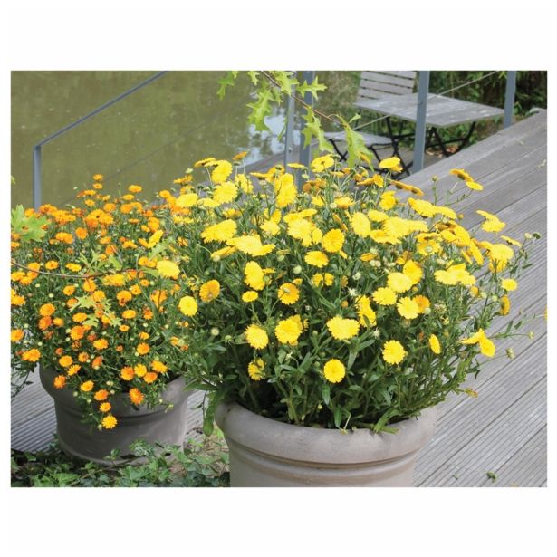 STRUKTURNA CVETOČA RASTL. VOLMARY BALKONSKI OGNJIČ L12