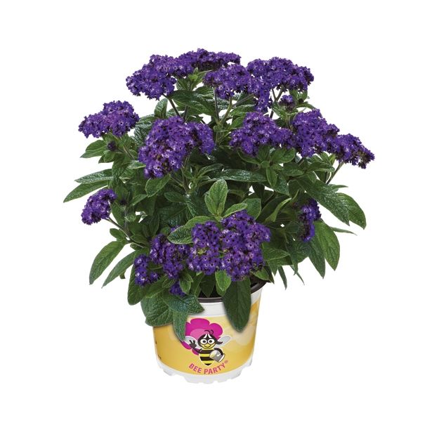 MIX POMLADNIH RASTLIN VOLMARY BEE PARTY L13