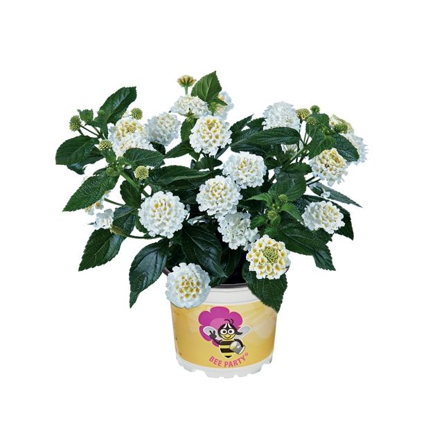 MIX POMLADNIH RASTLIN VOLMARY BEE PARTY L13