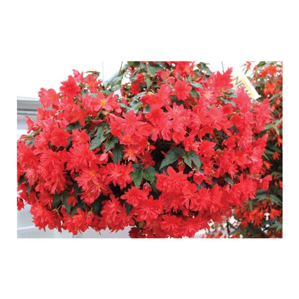 BEGONIJA VOLMARY BOLIVIENSIS BELLAVISTA DOUBLE RED L12