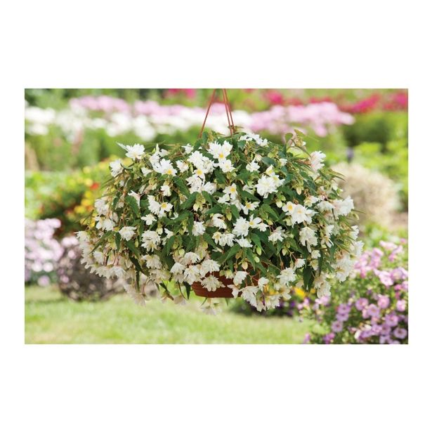 BEGONIJA VOLMARY BOLIVIENSIS BELLAVISTA DOUBLE WHITE L12