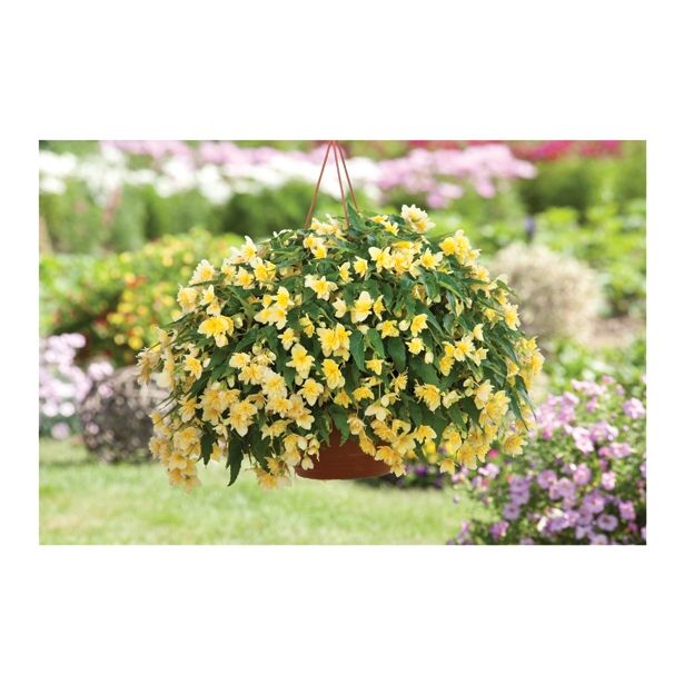 BEGONIJA VOLMARY BOLIVIENSIS BELLAVISTA DOUBLE YELLOW L12
