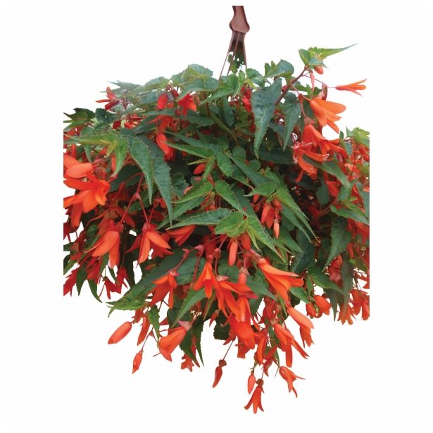 BEGONIJA VOLMARY BOLIVIENSIS LA PAZ L13