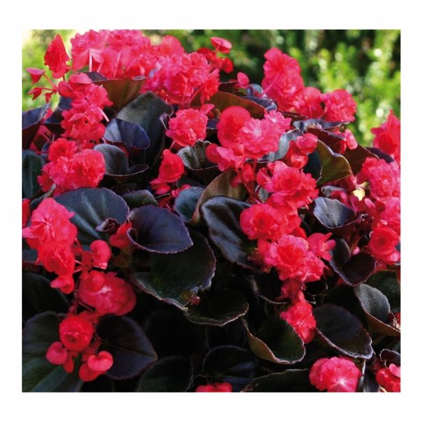 BEGONIJA VOLMARY SEMPERFLORENS DOUBLED L12