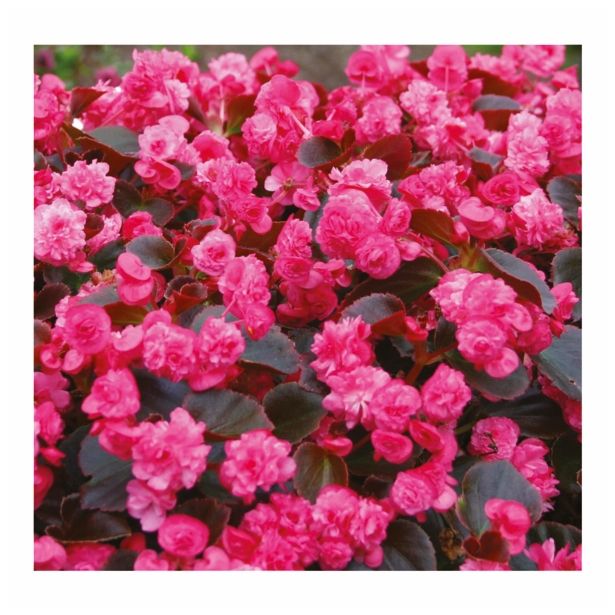 BEGONIJA VOLMARY SEMPERFLORENS DOUBLED L12