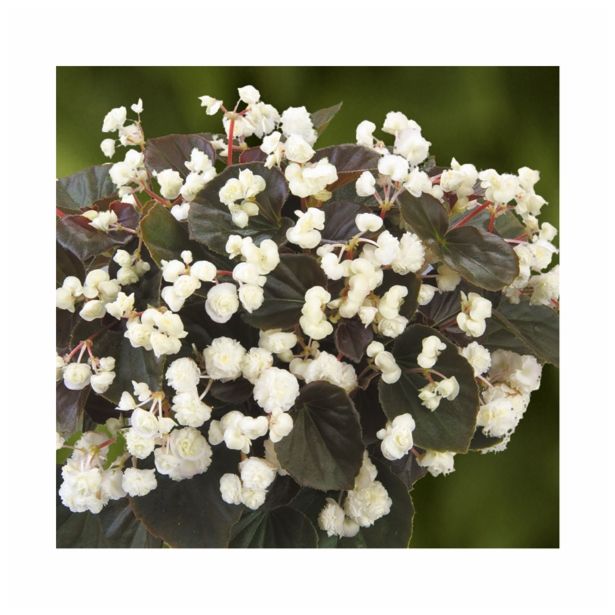 BEGONIJA VOLMARY SEMPERFLORENS DOUBLED L12