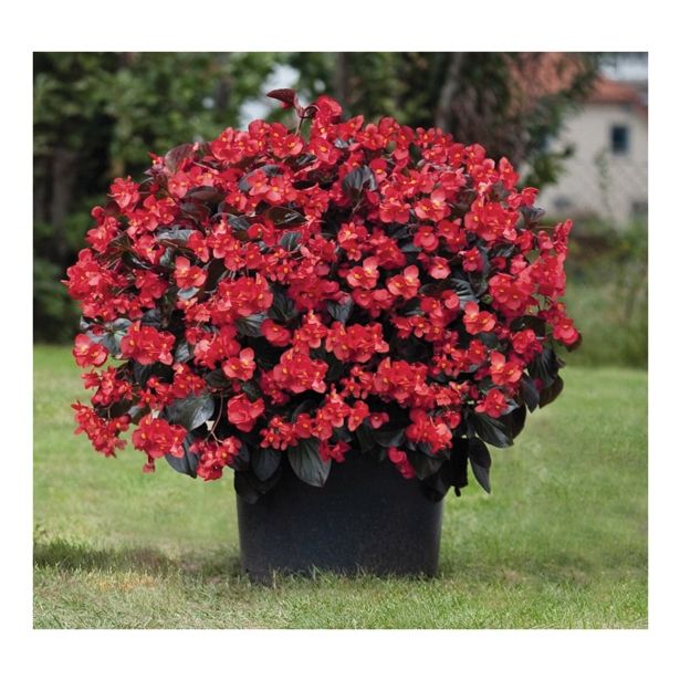 SEZONSKA RASTLINA VOLMARY BEGONIA X BENARIENSIS BIG DELUXXE RED