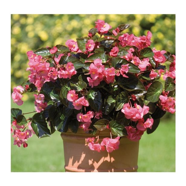 SEZONSKA RASTLINA VOLMARY BEGONIA X BENARIENSIS BIG DELUXXE ROSE