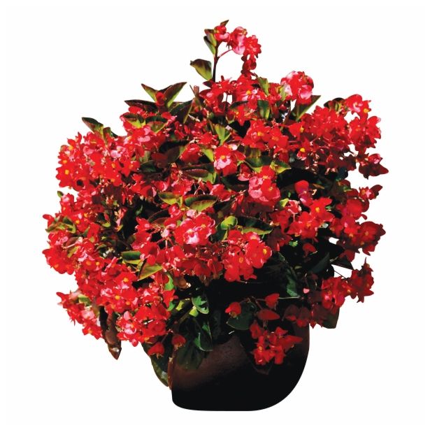 BEGONIJA VOLMARY X HYBRIDA DRAGON WING RED L12