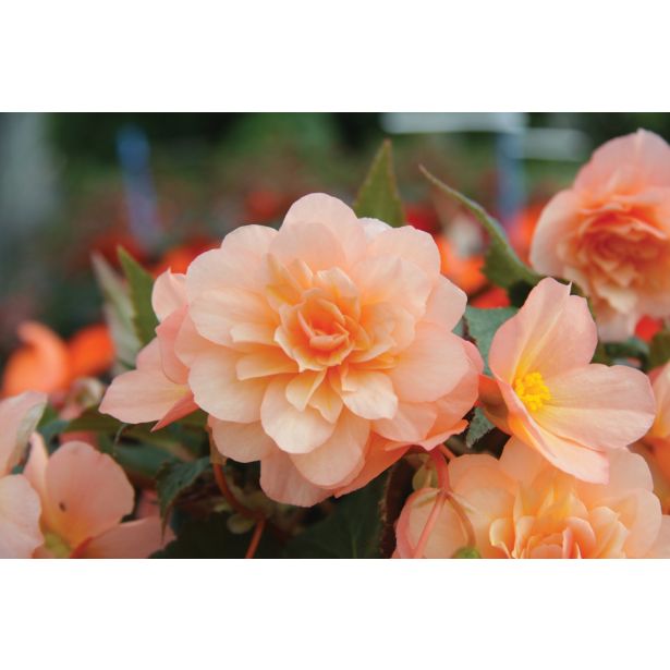 SEZONSKA RASTLINA VOLMARY BEGONIA X TUBERHYBRIDA FRAGRANT FALLS PEACH