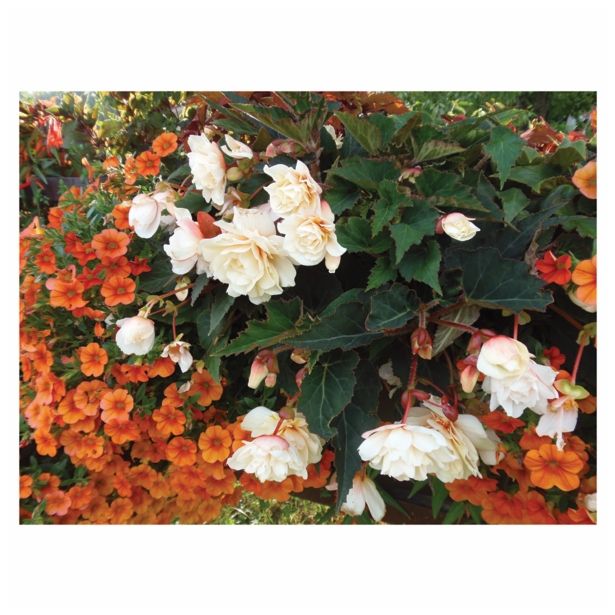 BEGONIJA VOLMARY X TUBERHYBRIDA ROSANA CHAMPAGNE L12