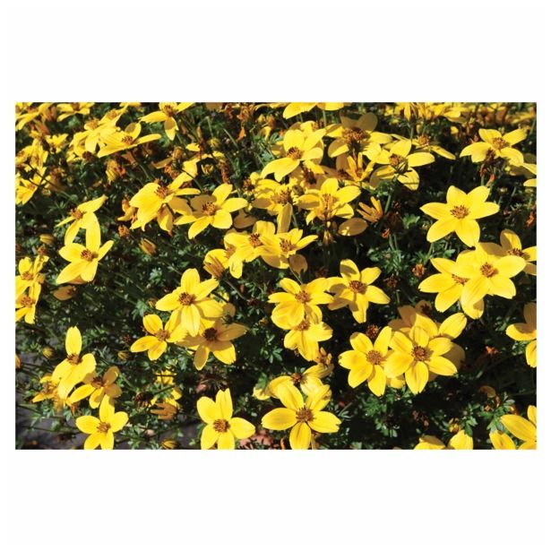 STRUKTURNA CVETOČA RASTL. VOLMARY BIDENS FERULIFOLIA YELLOW COMPACT L12