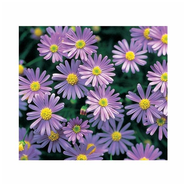 STRUKTURNA CVETOČA RASTL. VOLMARY BRACHYSCOME X MULTIFIDA BALOU BLUE COLOURS L12