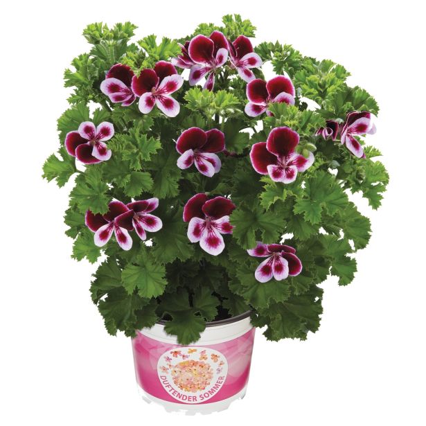 BEGONIJA VOLMARY DIŠEČE RASTLINE L12