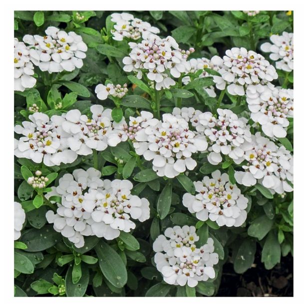 SEZONSKA RASTLINA VOLMARY GRENIK