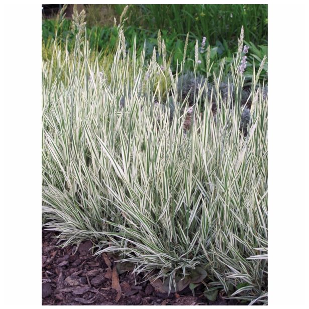 OKRASNA TRAVA VOLMARY HOLCUS MOLLIS L11