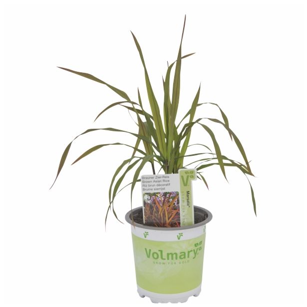 OKRASNA TRAVA VOLMARY ORYZA SATIVA L11