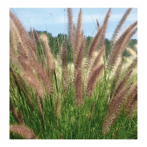 OKRASNA TRAVA VOLMARY PENNISETUM SETACEUM PEGASUS L11