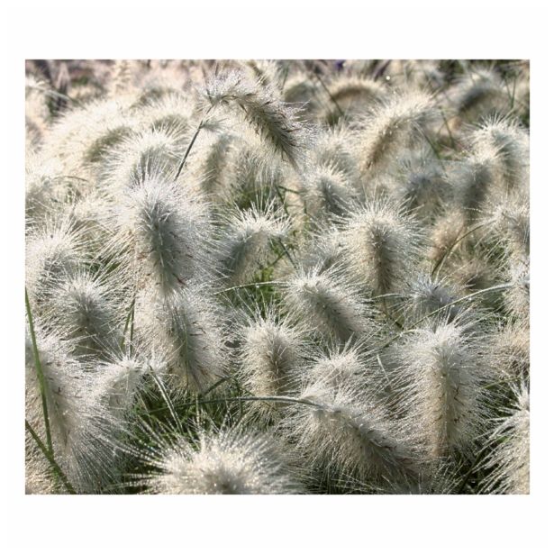 OKRASNA TRAVA VOLMARY PENNISETUM VILLOSUM NEMIRA L11