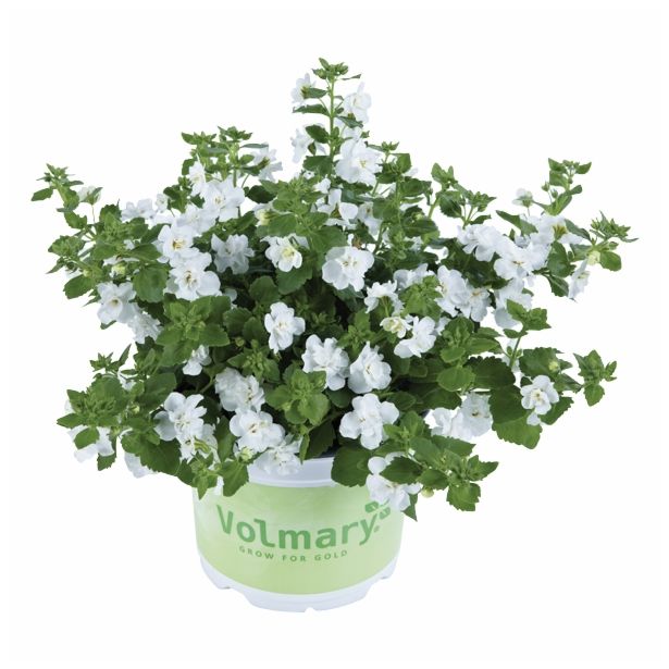 STRUKTURNA CVETOČA RASTL. VOLMARY SUTERA DIFFUSUS BARISTO DOUBLE WHITE L12