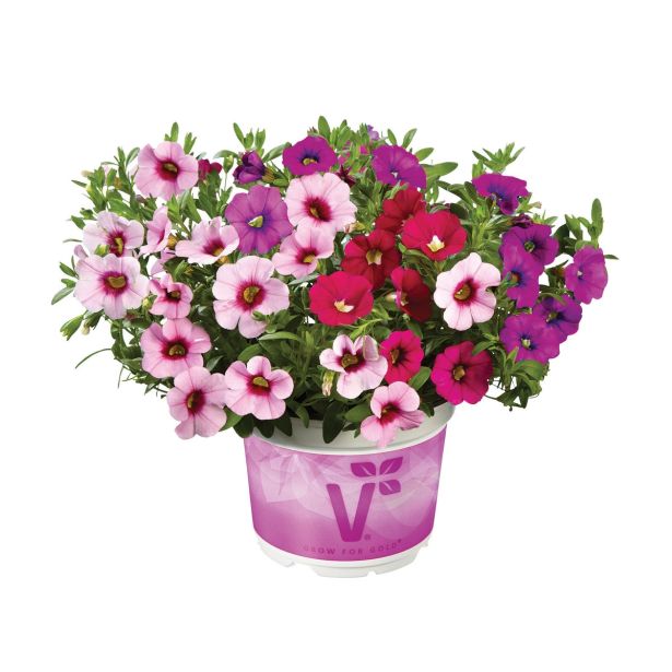 TRIO POLETI CVET. RASTLIN VOLMARY MIX SAMOROG L12