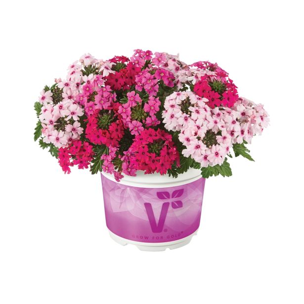 TRIO POLETI CVET. RASTLIN VOLMARY MIX SAMOROG L12