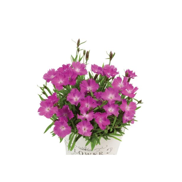 NAGELJ VOLMARY VRTNI NAGELJ DIANTHUS SUPERBUS MONEYBEES L10.5