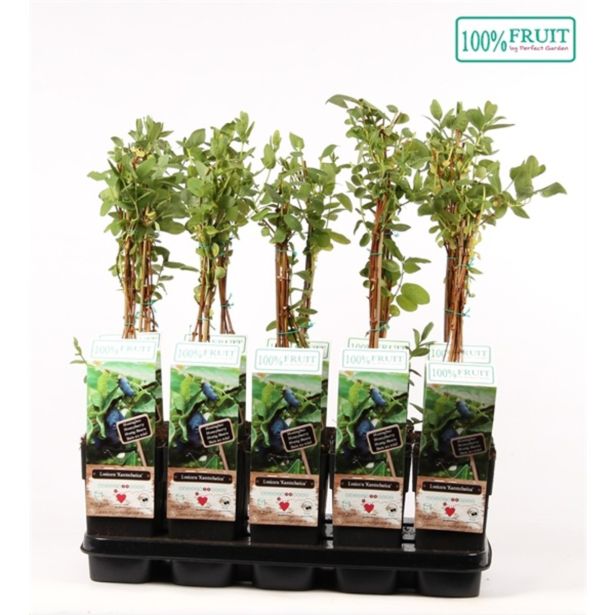 SIBIRSKA BOROVNICA L15