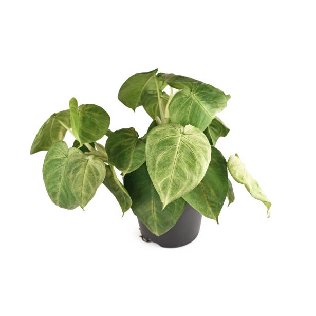 SOBNA ZELENA RASTLINA SINGONIJ FROST L15