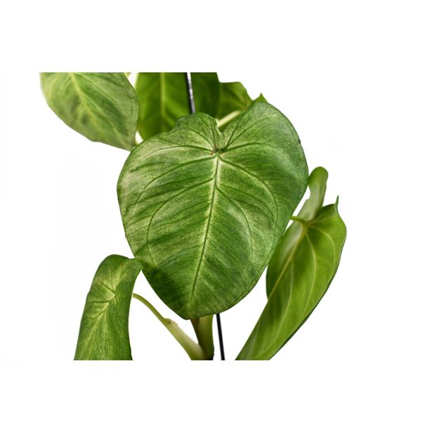 SOBNA ZELENA RASTLINA SINGONIJ FROST L15