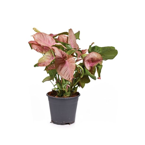 SOBNA ZELENA RASTLINA SINGONIJ NEON ROBUSTA L14