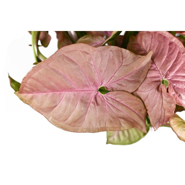 SOBNA ZELENA RASTLINA SINGONIJ NEON ROBUSTA L14