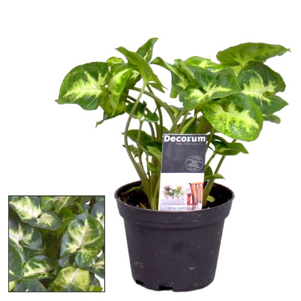 SOBNA ZELENA RASTLINA SINGONIJ PIXIE L7