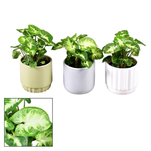 SOBNA ZELENA RASTLINA SINGONIJ PIXIE L7