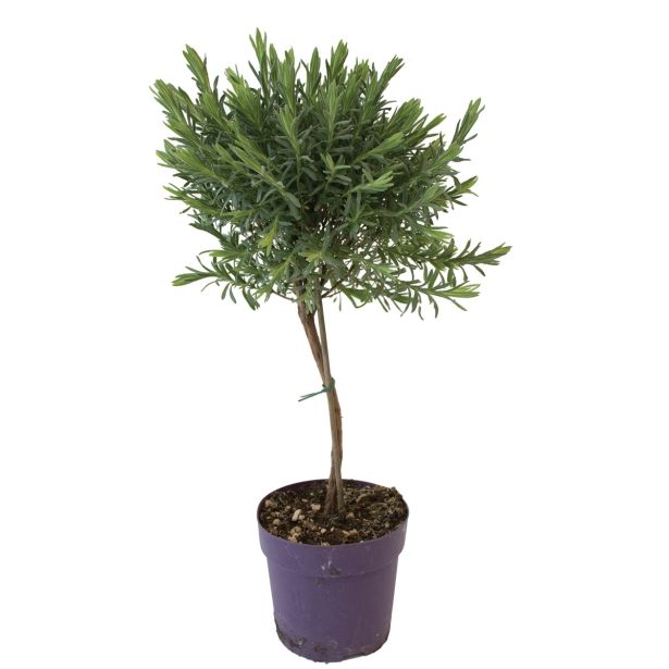 SIVKA NAZOBČANA L14