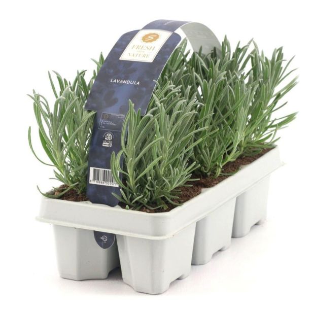 SIVKA OZKOLISTNA KULTIPAK (6 KOS)