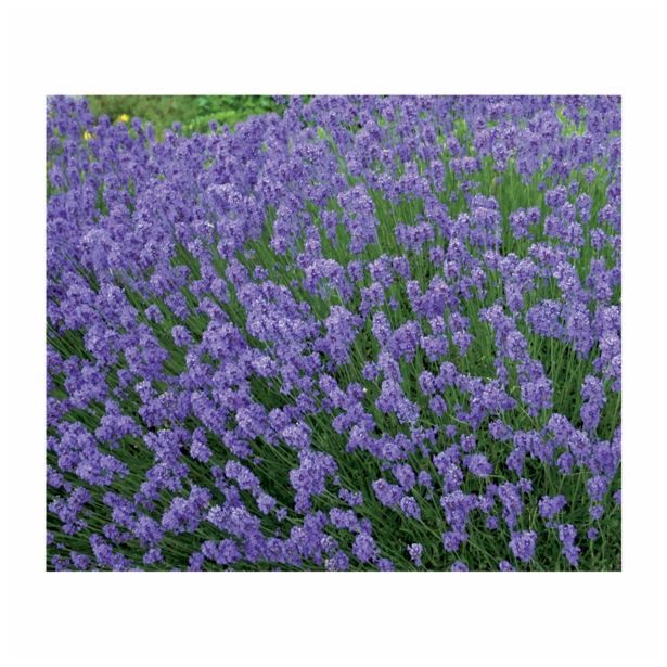 SIVKA VOLMARY LAVANDULA ANGUSTIFOLIA HIDCOTE BLUE L17