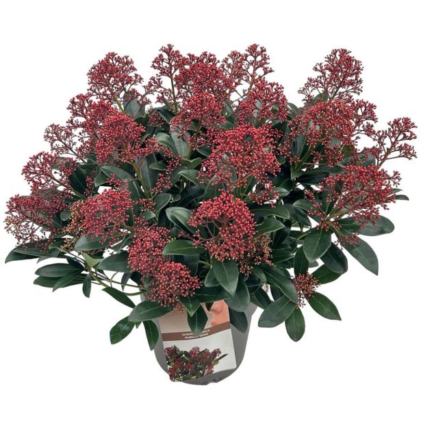SKIMIJA JAPONICA RUBELLA L23 CM