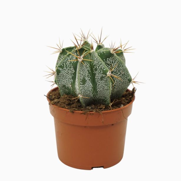 KAKTUS ŠKOFOVA KAPA L10.5