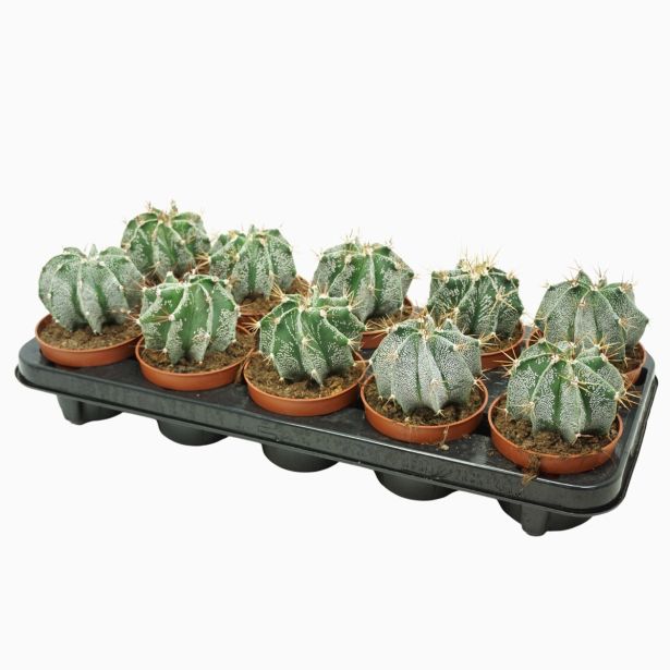 KAKTUS ŠKOFOVA KAPA L10.5