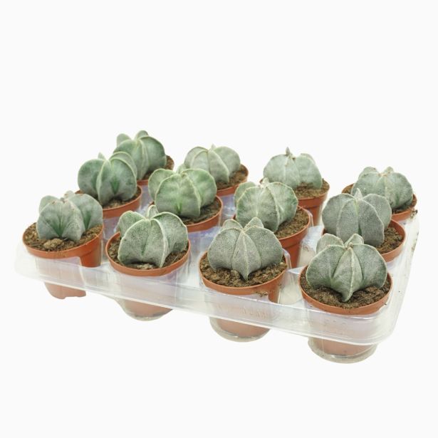 KAKTUS ŠKOFOVA KAPA L8.5