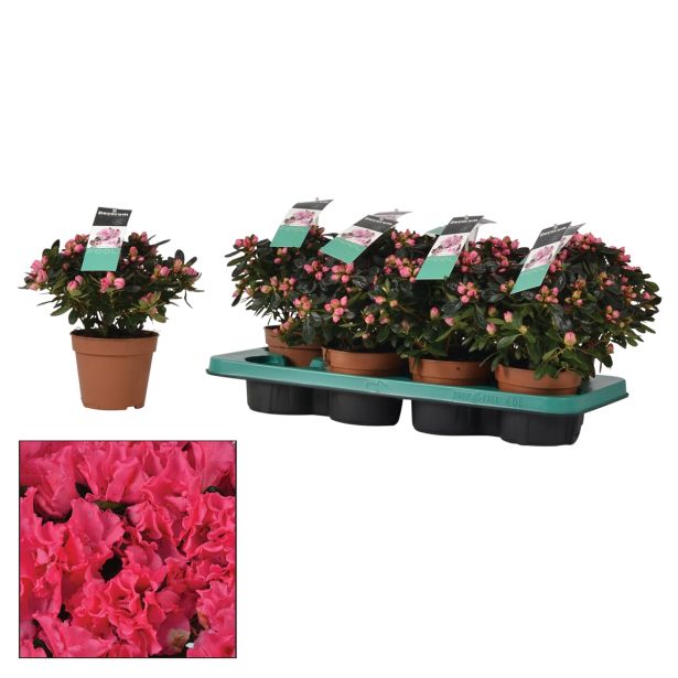 RODODENDRON SLEČ L12