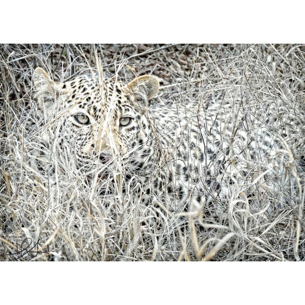 SLIKA CZ LEOPARD 60 X 80 CM