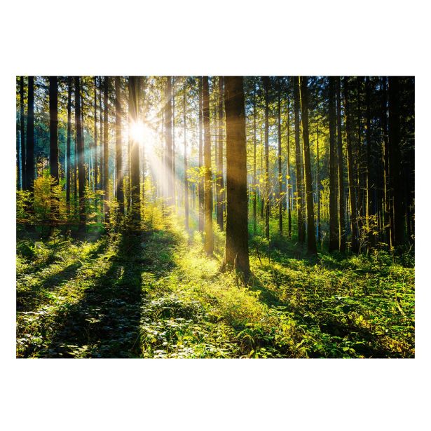 SLIKA STYLER SUNNY FORREST STEKLENA 80X120 GL404