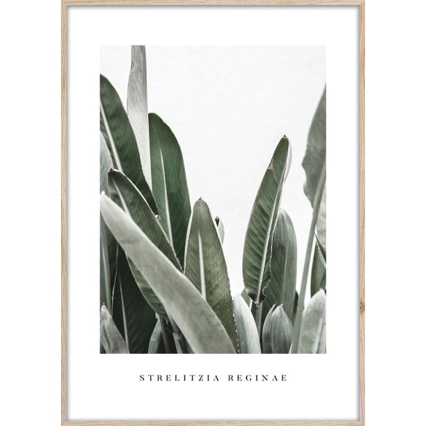 SLIKA STYLER STRELITZIA Z OKVIRJEM 50X70 BR005