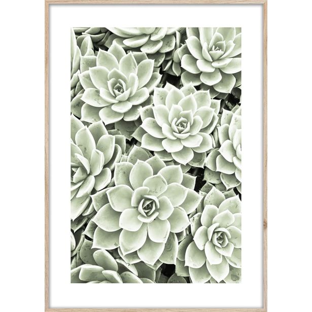 SLIKA STYLER SUCCULENTS Z OKVIRJEM 50X70 BR009