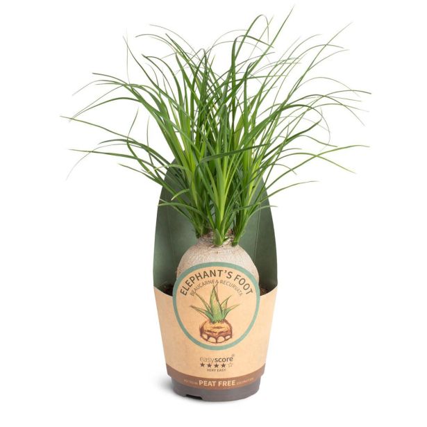 SLONOVA NOGA NOLINA RECURVATA L11 CM