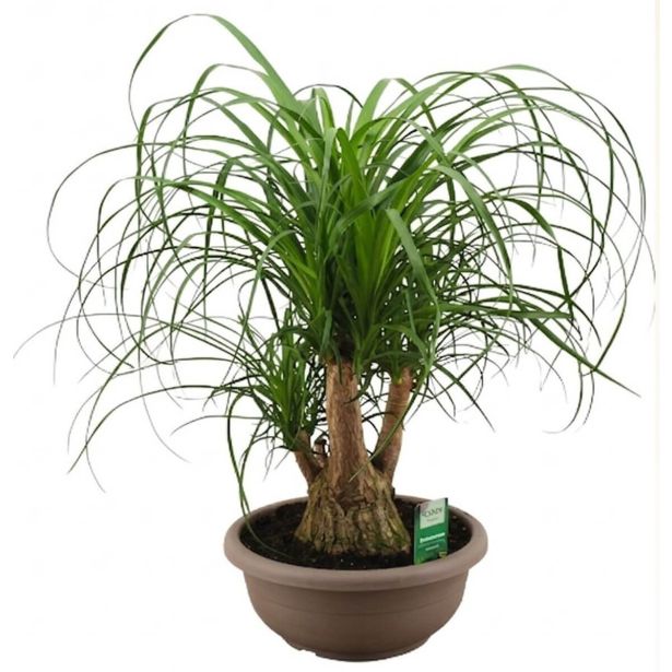 SLONOVA NOGA RAZVEJANA L30 CM