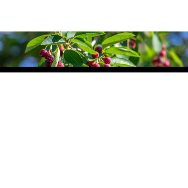 ŠMARNA HRUŠICA SLEYT L19