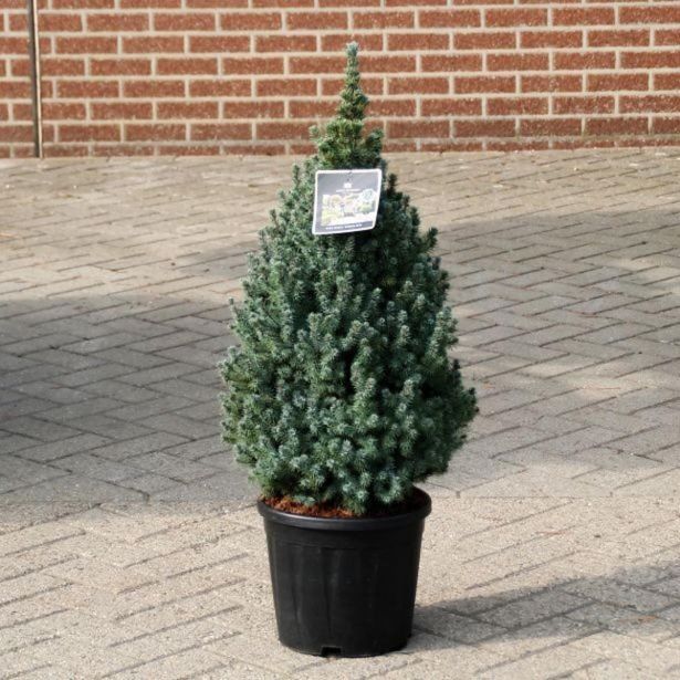 SMREKA BELA SANDERS BLUE L19